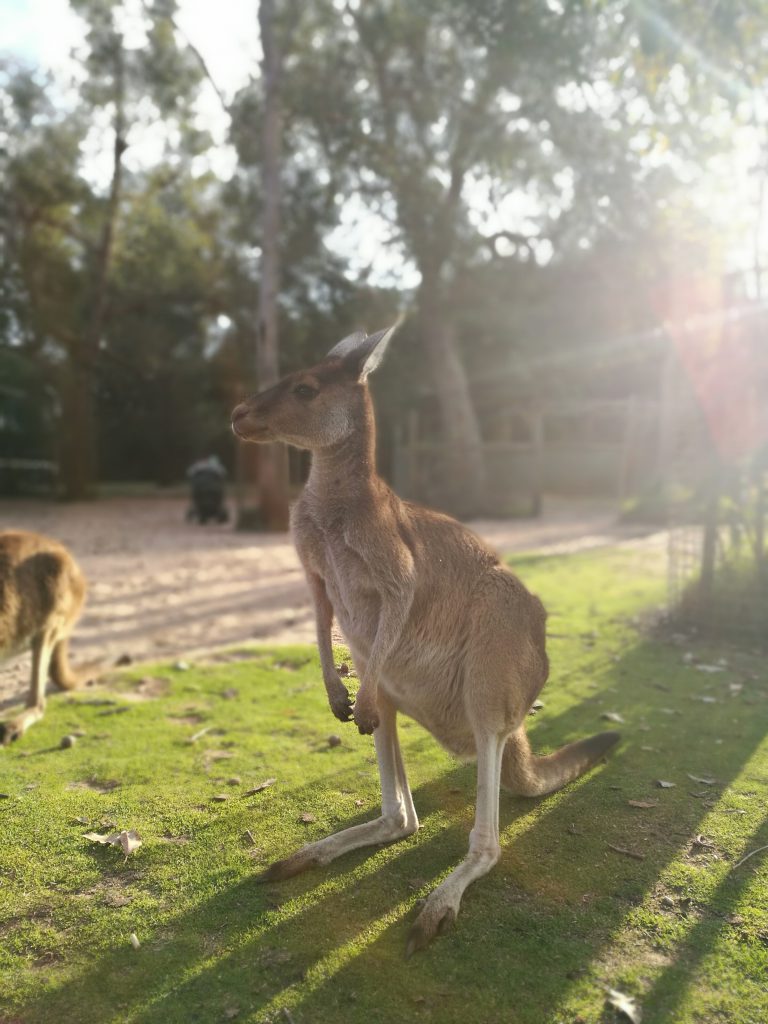 Kangaroo Posing